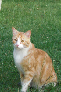 Il gatto Biondo che si è smarrito